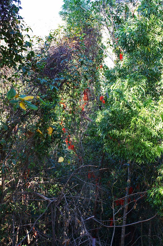 2009-11-06 22-01-55_1.jpg - hier brennt schon der ganze Urwald!